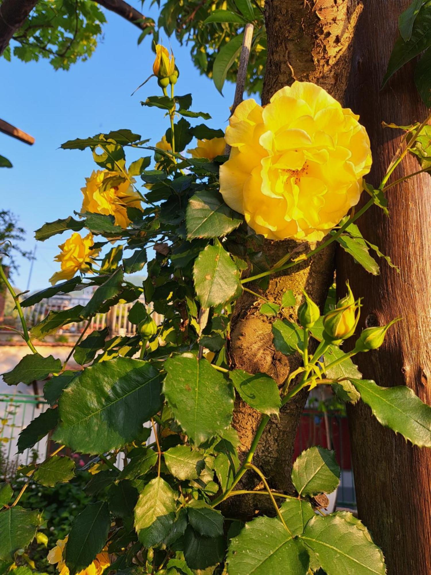 ויקו אקוונסה B&B Casa Vacanza Cioffi חדר תמונה