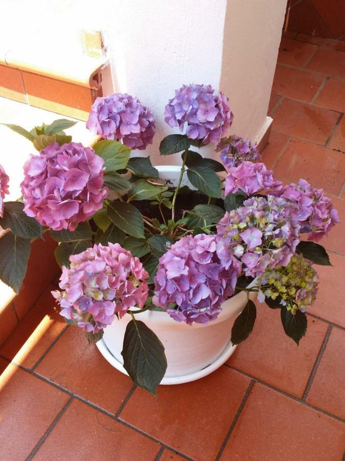 ויקו אקוונסה B&B Casa Vacanza Cioffi מראה חיצוני תמונה