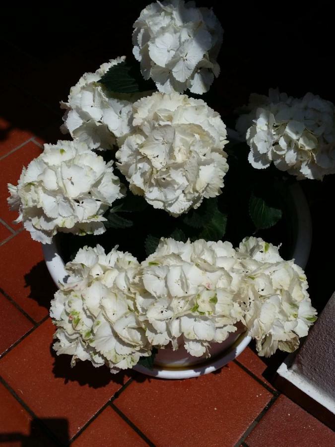 ויקו אקוונסה B&B Casa Vacanza Cioffi מראה חיצוני תמונה
